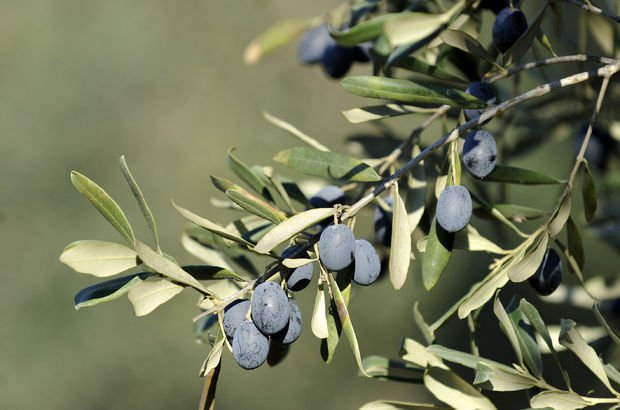 Kaliteli ve Doğal Gemlik Zeytini