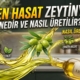 Erken Hasat Zeytinyağı Nedir ve Nasıl Üretilir