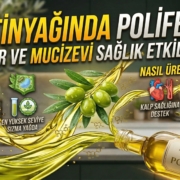 Zeytinyağında Polifenol Nedir? Sağlığa Mucizevi Etkileri Zeytinyağında Polifenol Nedir? Sağlığa Mucizevi Etkileri