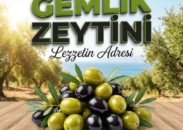 Gemlik-Zeytini