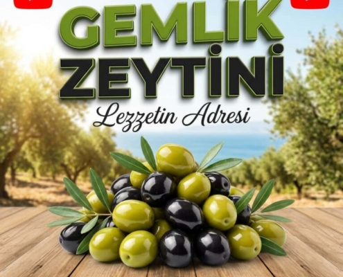Gemlik-Zeytini