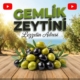 Gemlik-Zeytini