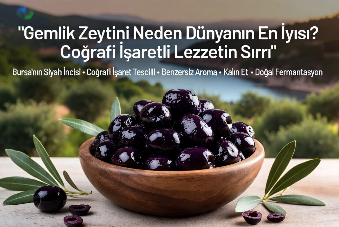 Gemlik Zeytini Neden Dünyanın En İyisi Coğrafi İşaretli Lezzetin Sırrı