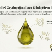 Polifenol Nedir Zeytinyağını İlaca Dönüştüren Biyoaktifler Polifenol Nedir Zeytinyağını İlaca Dönüştüren Biyoaktifler