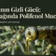 Zeytinyağında Polifenol Mucizesi