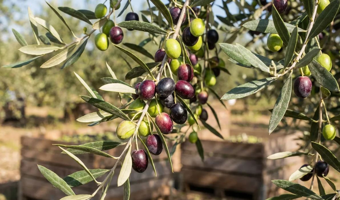 gemlikzeytini Gemlik Zeytini